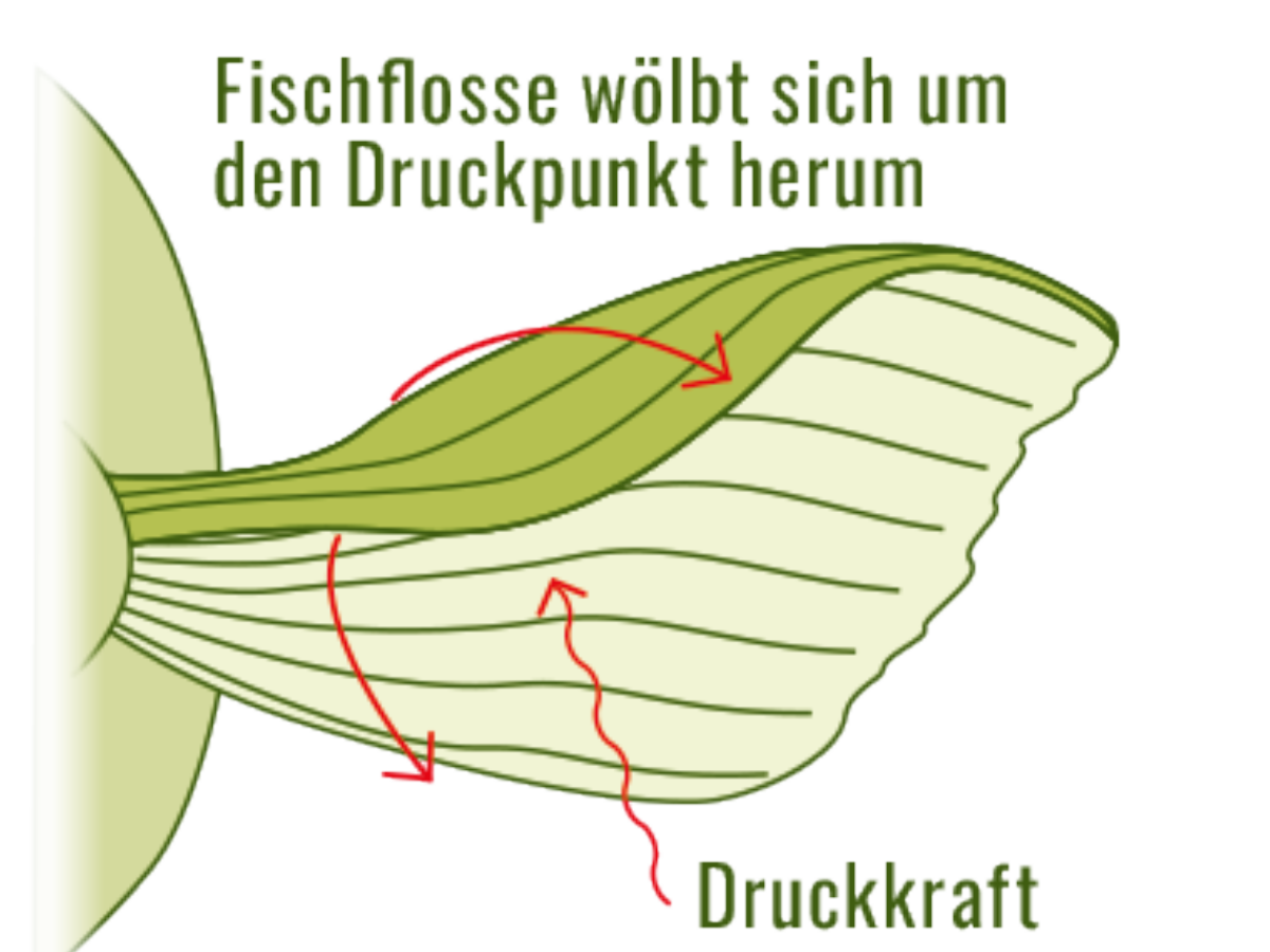 Fischflosse